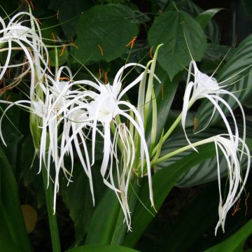 Hymenocallis longipetala - Lirio araña