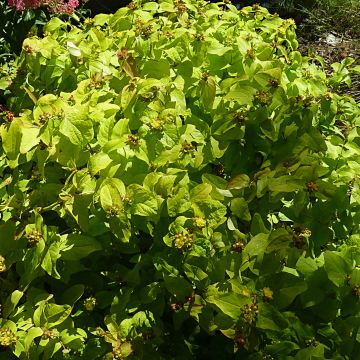 Hypericum inodorum Golden Beacon - Hipérico