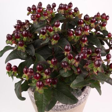 Hypericum MIRACLE Night - Hipérico