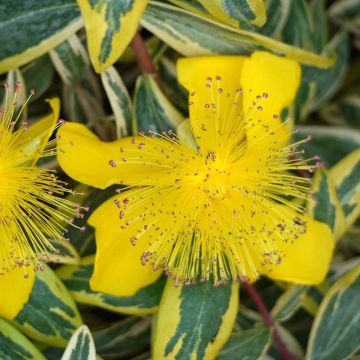 Hypericum calycinum Carnival