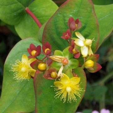 Hypericum inodorum Elstead - Hipérico