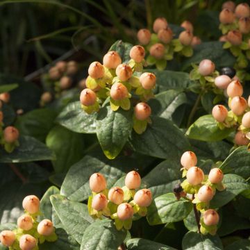 Hypericum inodorum Magical Pumpkin - Hipérico