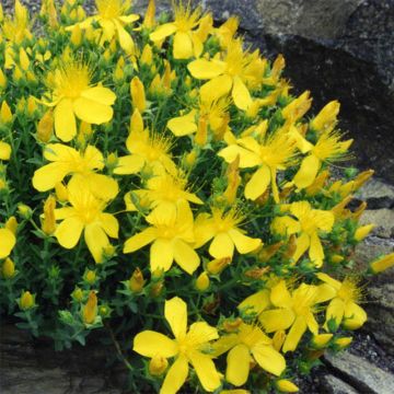 Hypericum olympicum - Hierba de San Juan del Monte Olimpo