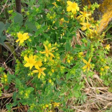 Hypericum perforatum - Hipérico