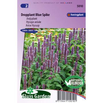 Agastache foeniculum Blue Spike (semillas)