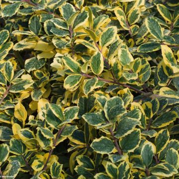 Acebo Golden King - Ilex