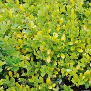 Acebo japonés Golden Gem - Ilex crenata