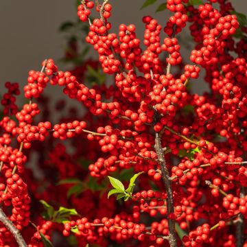 Ilex verticillata Magical Berry Winterberry - Acebo