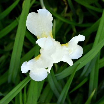 Lirio de Siberia Chartreuse Bounty - Iris sibirica