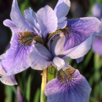 Lirio de Siberia Cool Spring - Iris sibirica