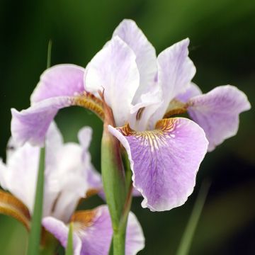 Lirio de Siberia Dance Ballerina Dance - Iris sibirica