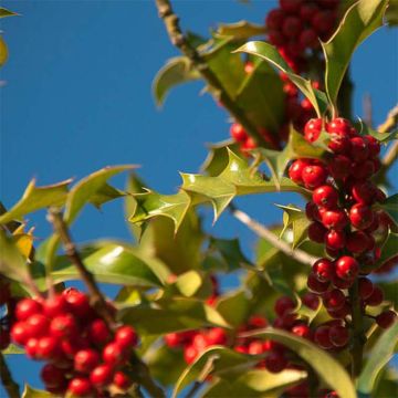 Acebo JC Van Tol - Ilex aquifolium