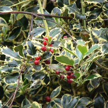 Acebo Madame Briot - Ilex aquifolium