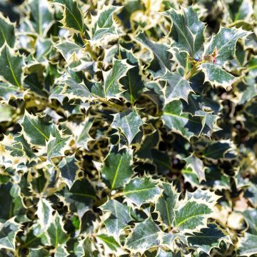 Acebo Silver Queen - Ilex aquifolium