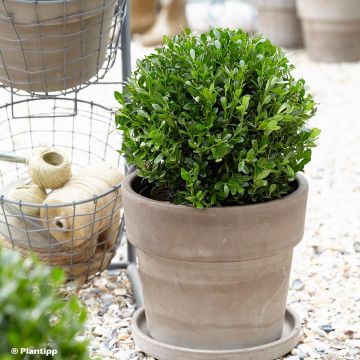 Acebo japonés Luxus Globe - Ilex crenata