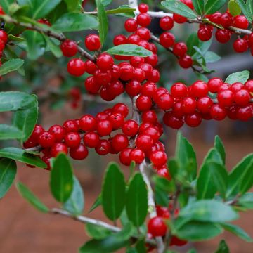 Ilex verticillata Maryland Beauty - Acebo