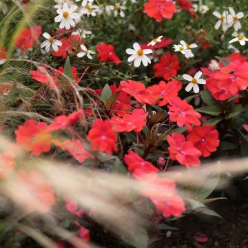 Impatiens Sunpatiens Compact Red - Alegría