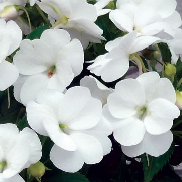 Impatiens SunPatiens Vigorous Clear White - Alegría