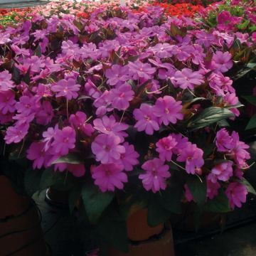 Impatiens SunPatiens Vigorous Lavender - Alegría