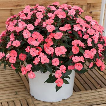 Impatiens SunPatiens Vigorous Pink Pearl - Alegría