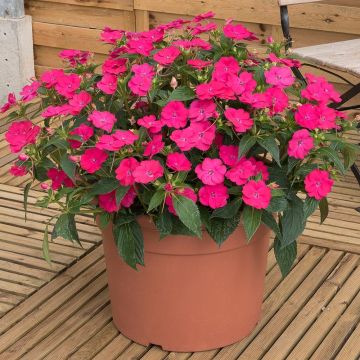 Impatiens SunPatiens Vigorous Rose Pink - Alegría