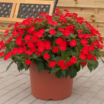 Impatiens SunPatiens Vigorous Scarlet - Alegría