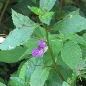 Impatiens puberula - Alegría