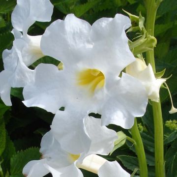 Incarvillea delavayi Snowtop