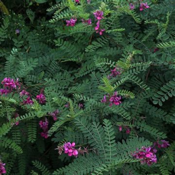 Indigofera heterantha - Indigo del Himalaya