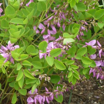 Indigofera kirilowii - Indigo de Kirilow