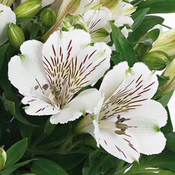 Alstroemeria Inticancha Magic White