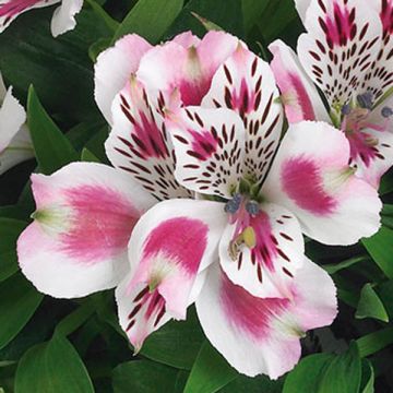 Alstroemeria Inticancha White Pink Blush