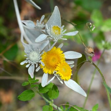 Inula candida subsp. verbascifolia