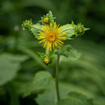 Inula racemosa Sonnenspeer