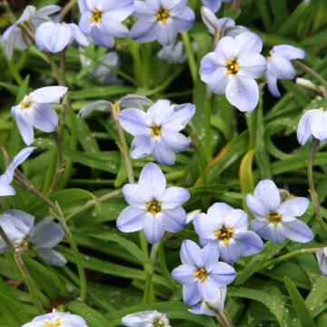 Ipheion uniflorum Rolf Fiedler