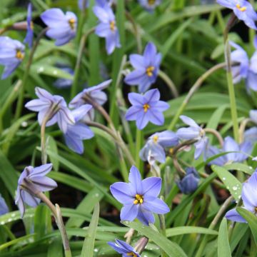 Ipheion uniflorum Jessie