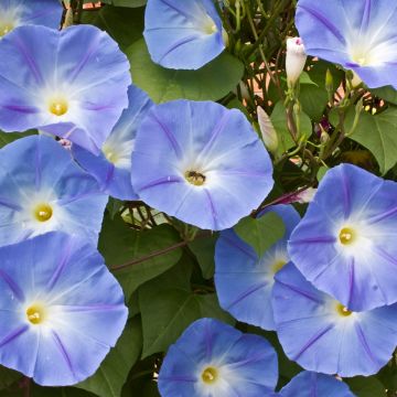 Ipomoea tricolor Heavenly Blue