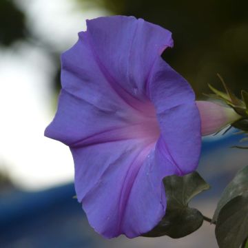 Ipomoea learii - Campanita morada