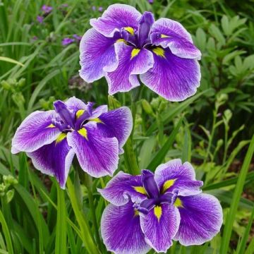 Iris Japonés Crystal Halo - Iris ensata