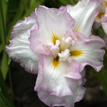 Iris Japonés Lady in Waiting - Iris ensata