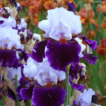 Iris germanica Magnétisme