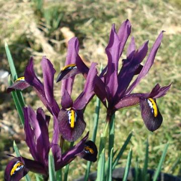 Iris reticulata Dijt - Lirio