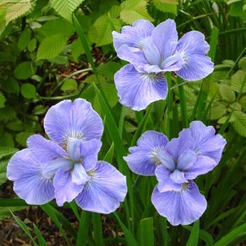 Lirio de Siberia Dear Delight - Iris sibirica