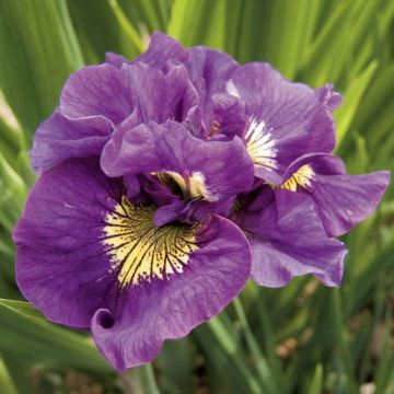 Lirio de Siberia Double Standard - Iris sibirica