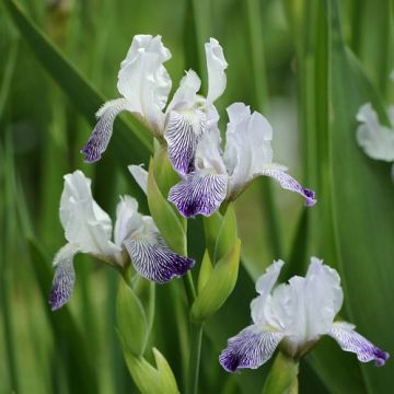 Iris germanica Petit Moment