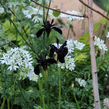 Iris chrysographes Black Knight