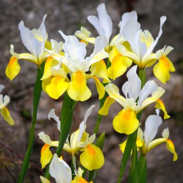 Iris hollandica Apollo - Iris de Holanda