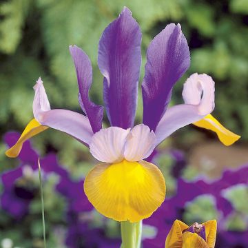 Iris hollandica Frans Hals - Iris de Holanda