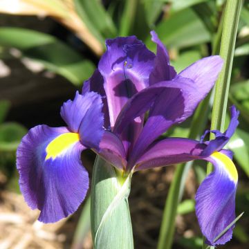 Iris hollandica Purple Sensation - Iris de Holanda