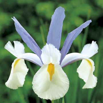 Iris hollandica Silvery Beauty - Iris de Holanda